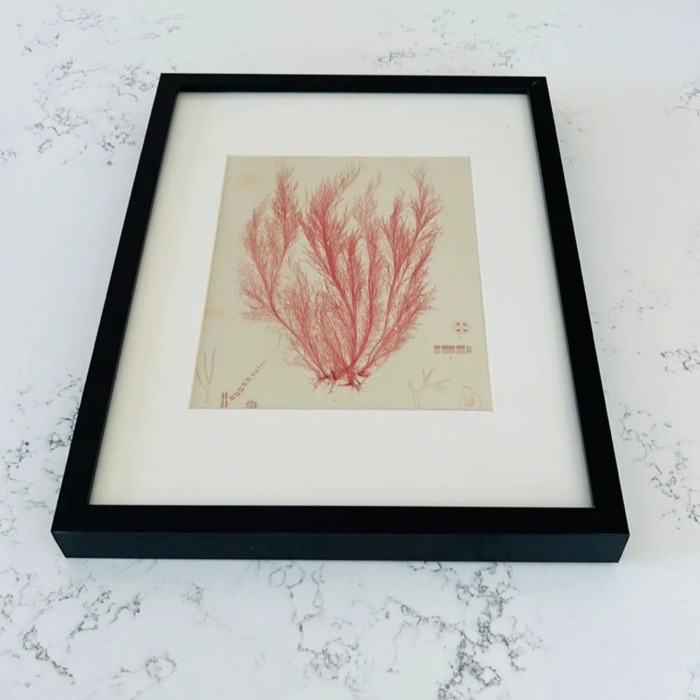 IKEA Minimalist Coral Wall Decor